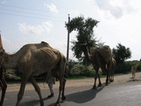 Kamelenkaravaan op weg naar Agra